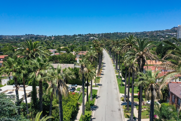 beverly hills palm tree lined road